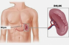 Dalak Ne İşe Yarar?